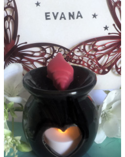 Coquillage trompette